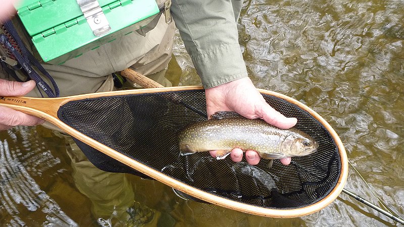 One of the nicer fish of the day.JPG